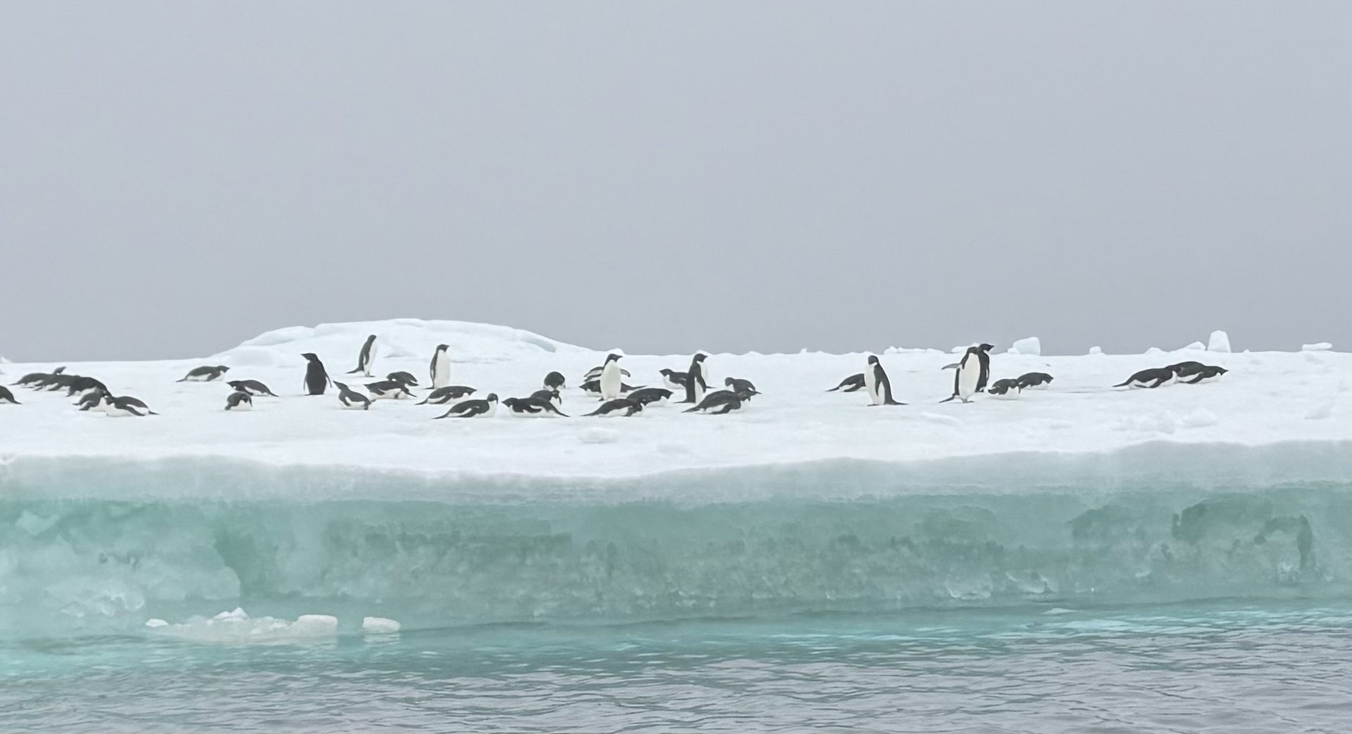 A group of Adélie penguins on a low ice floe above pale green water
