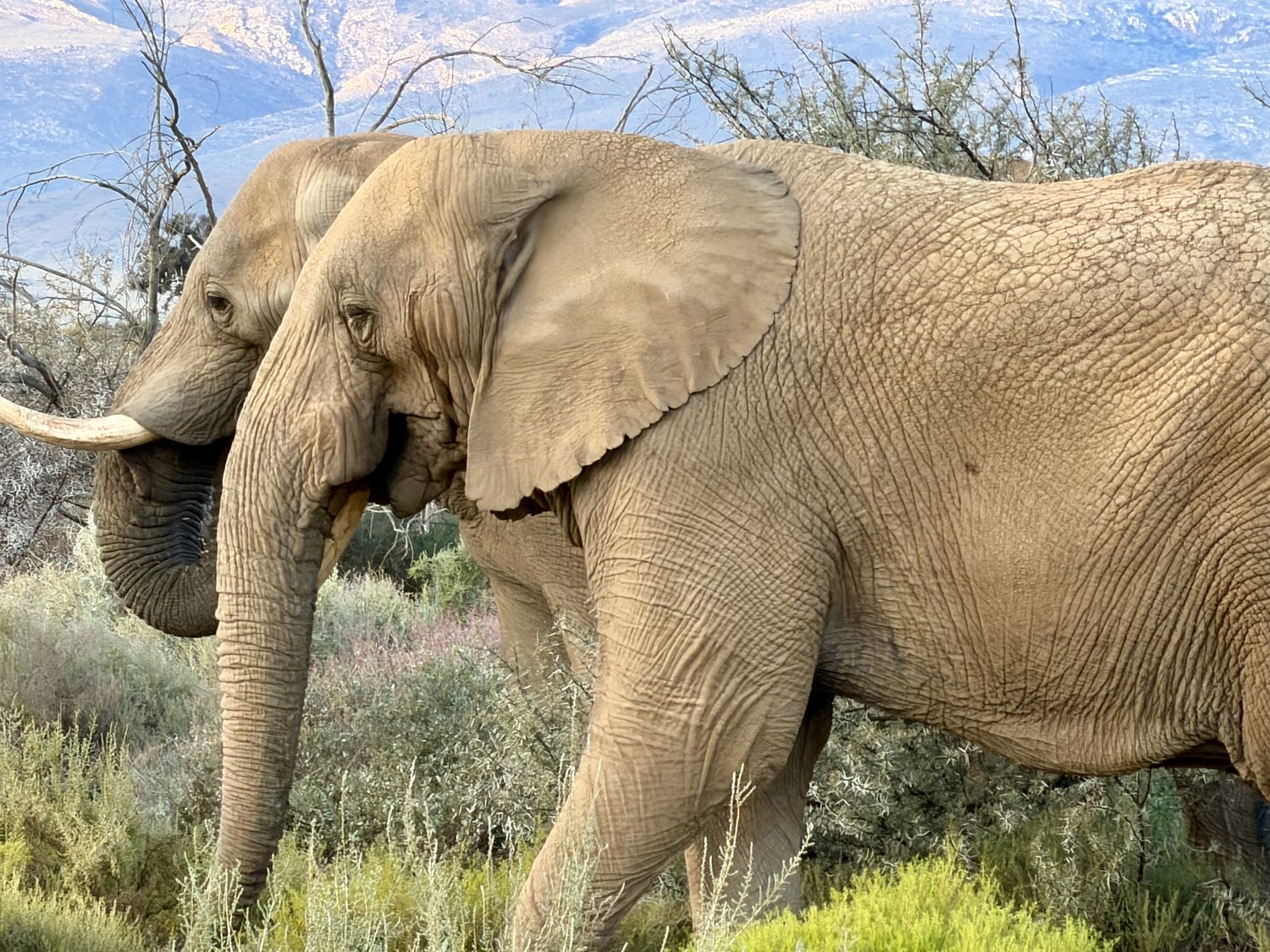 An elephant in profile against distant mountains, tusks and ear detail clear