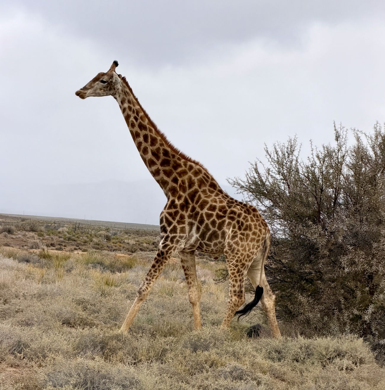 A giraffe walking through pale Karoo scrub under an overcast sky