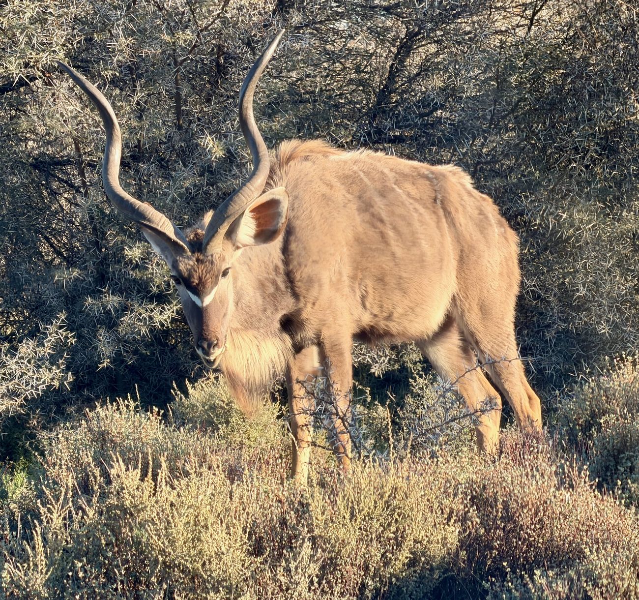 A kudu bull with long spiral horns standing among thorn scrub