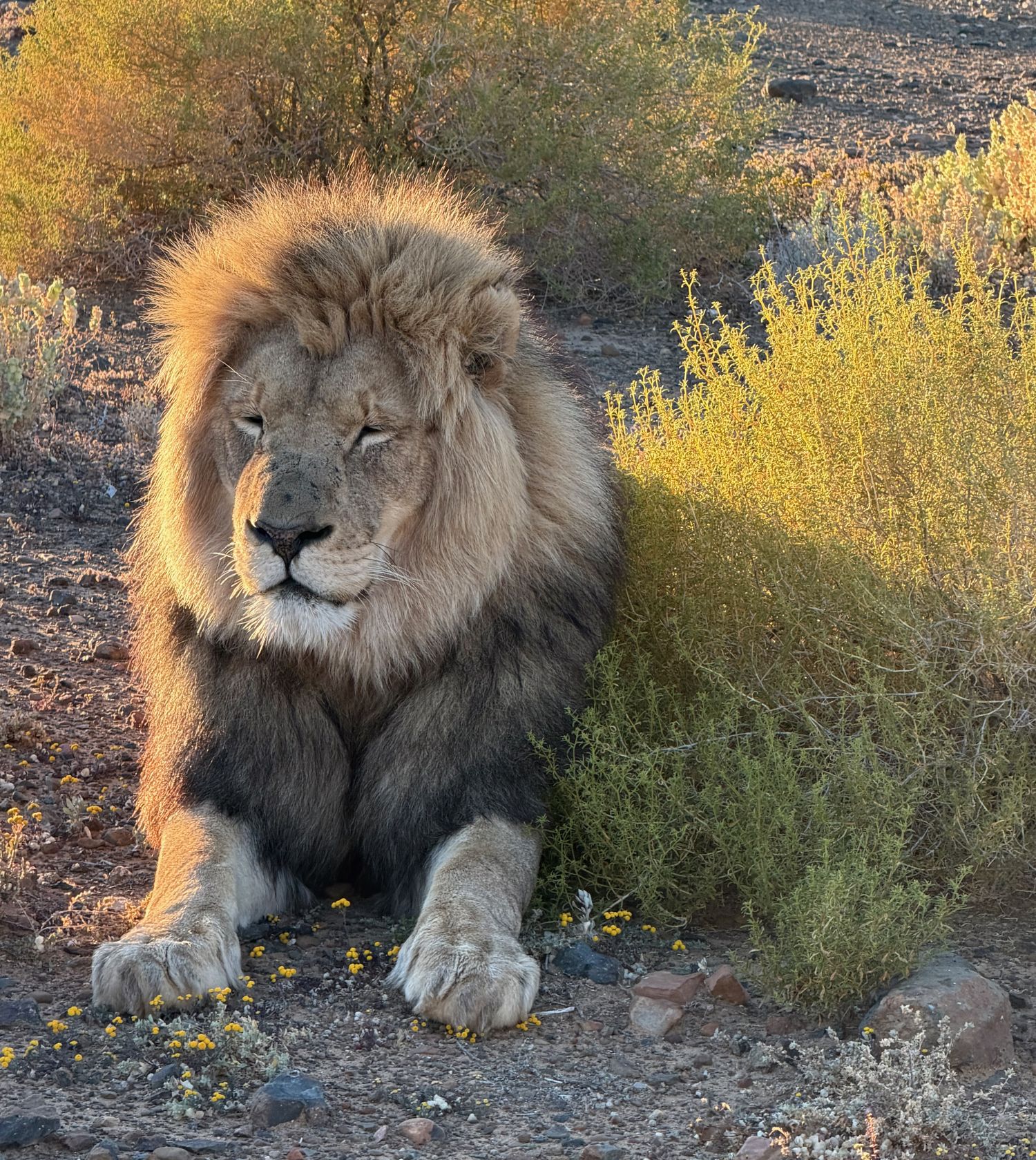 A male lion with a full dark mane sitting upright among yellow flowering scrub