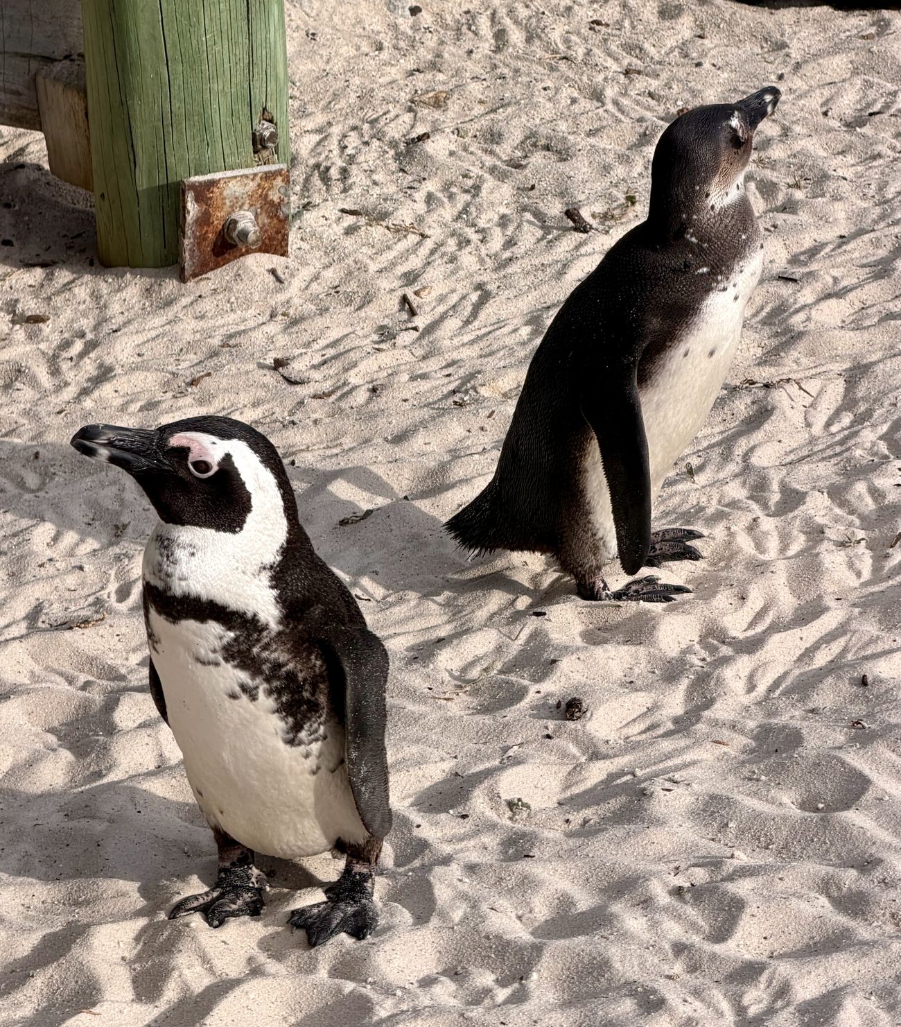 Two African penguins standing on white sand, one looking up