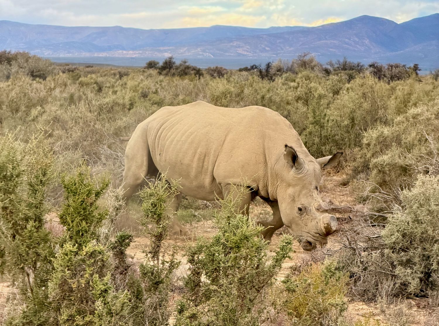 A white rhinoceros walking through low grey-green scrub