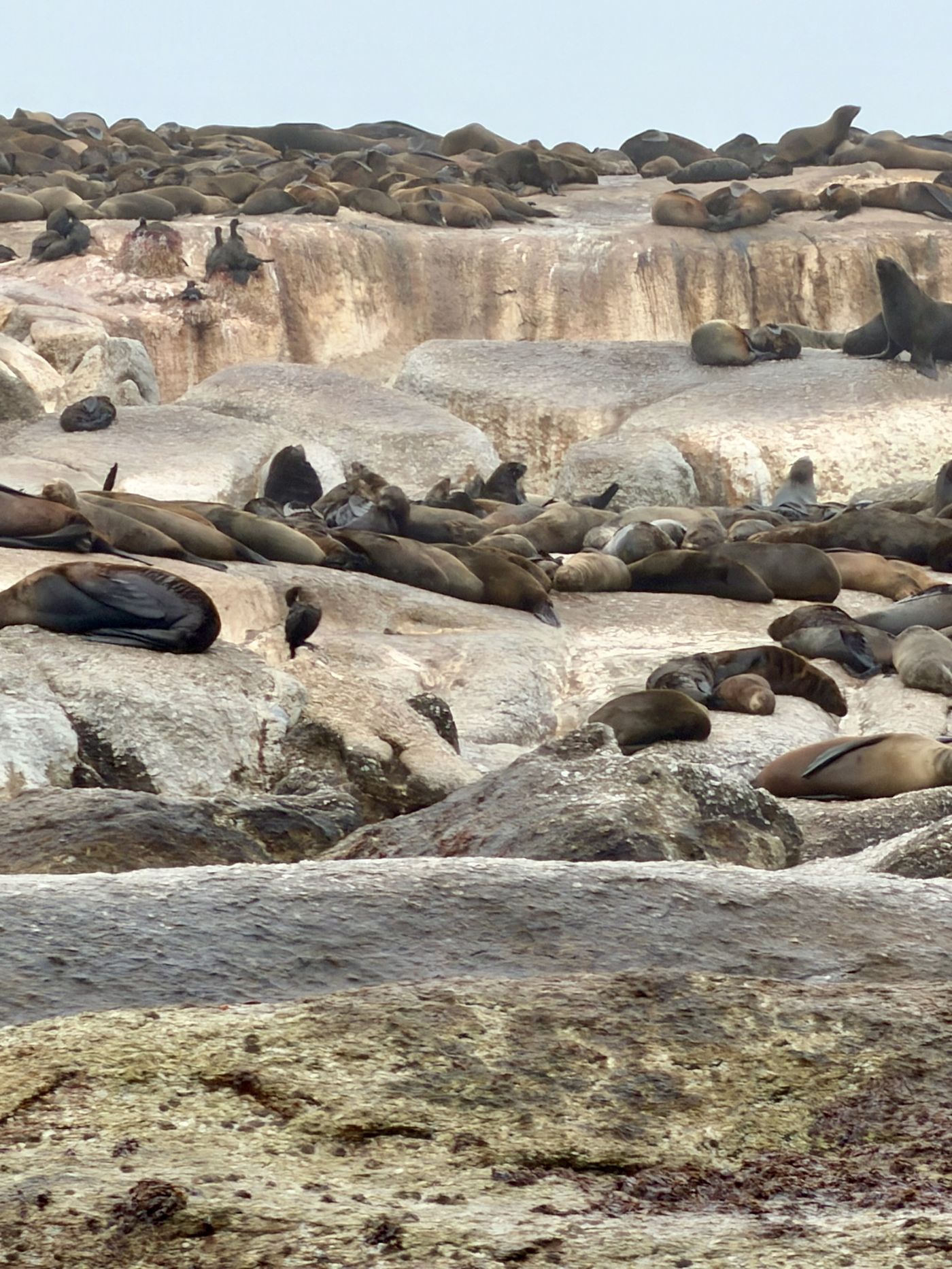 A rocky island covered with basking seals