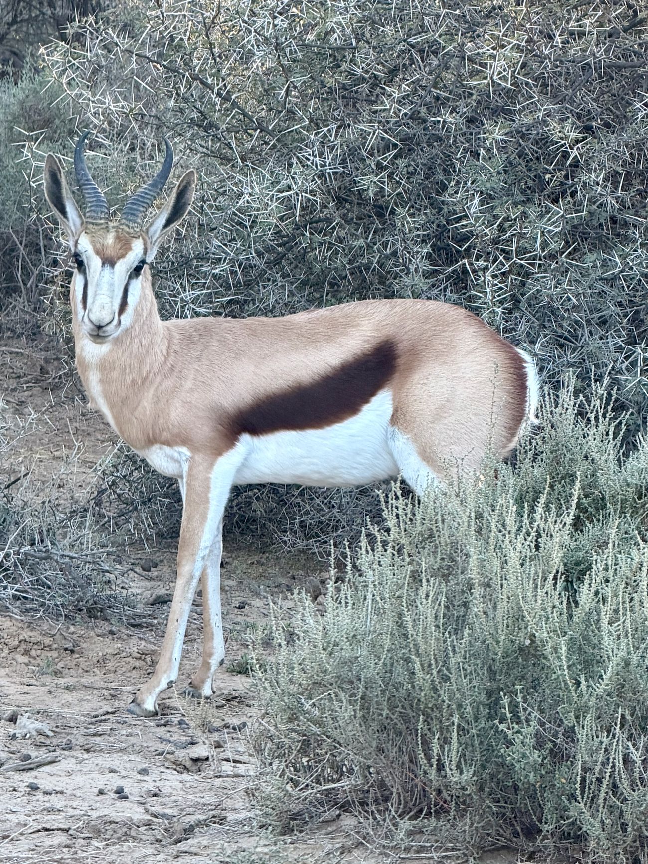 A springbok standing alert in grey-green scrub, flank stripe sharp