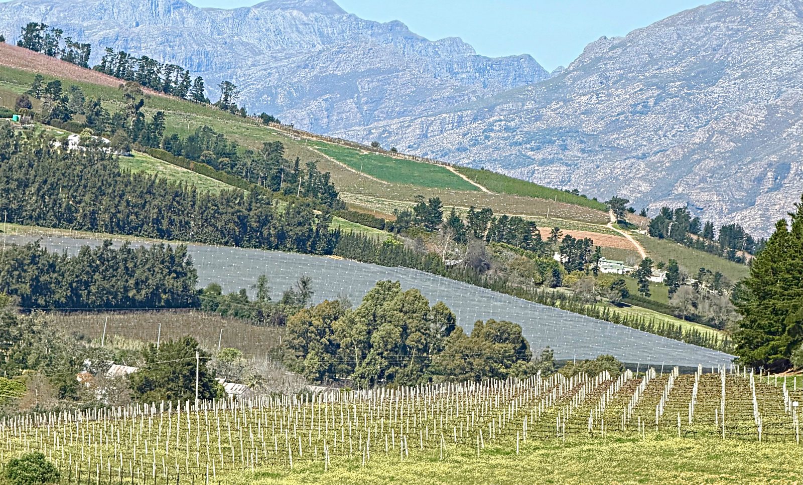 Rows of vineyard on a valley floor below jagged grey mountains