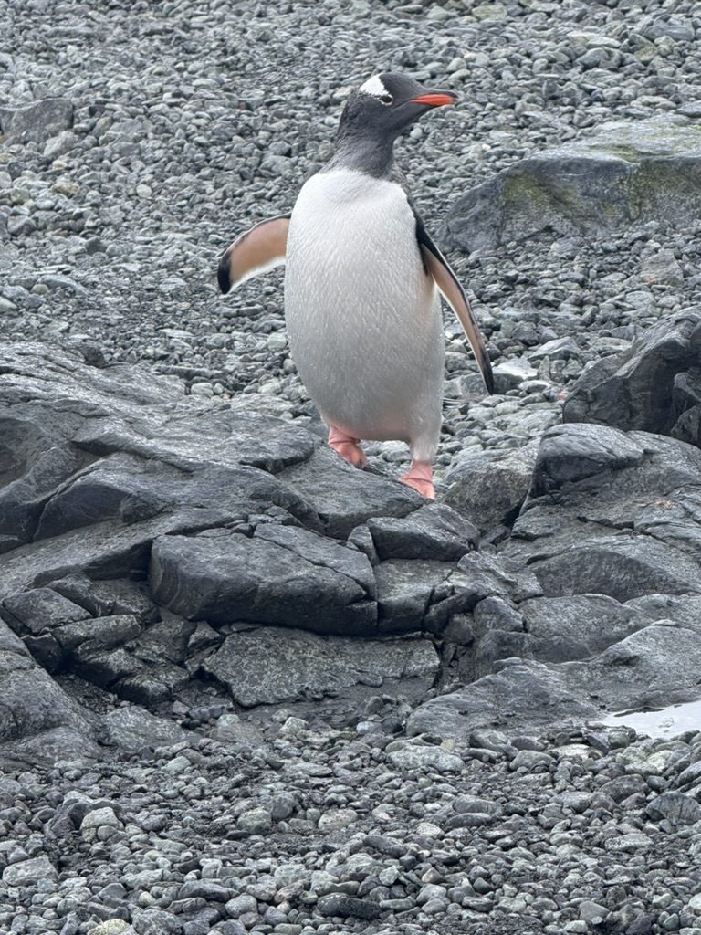 A single gentoo penguin standing on wet grey rocks