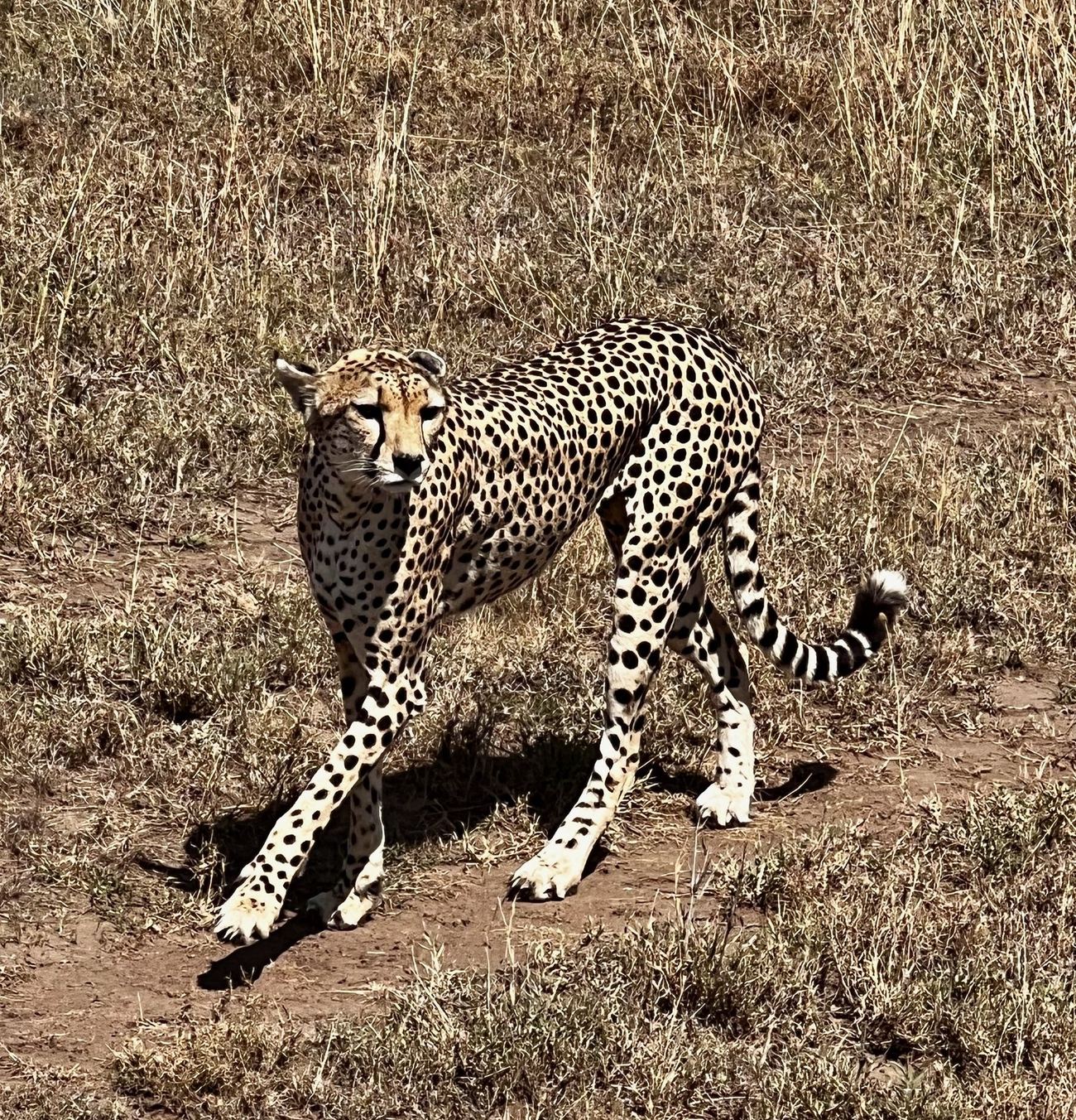 A cheetah walking across dry grass, body in full stride