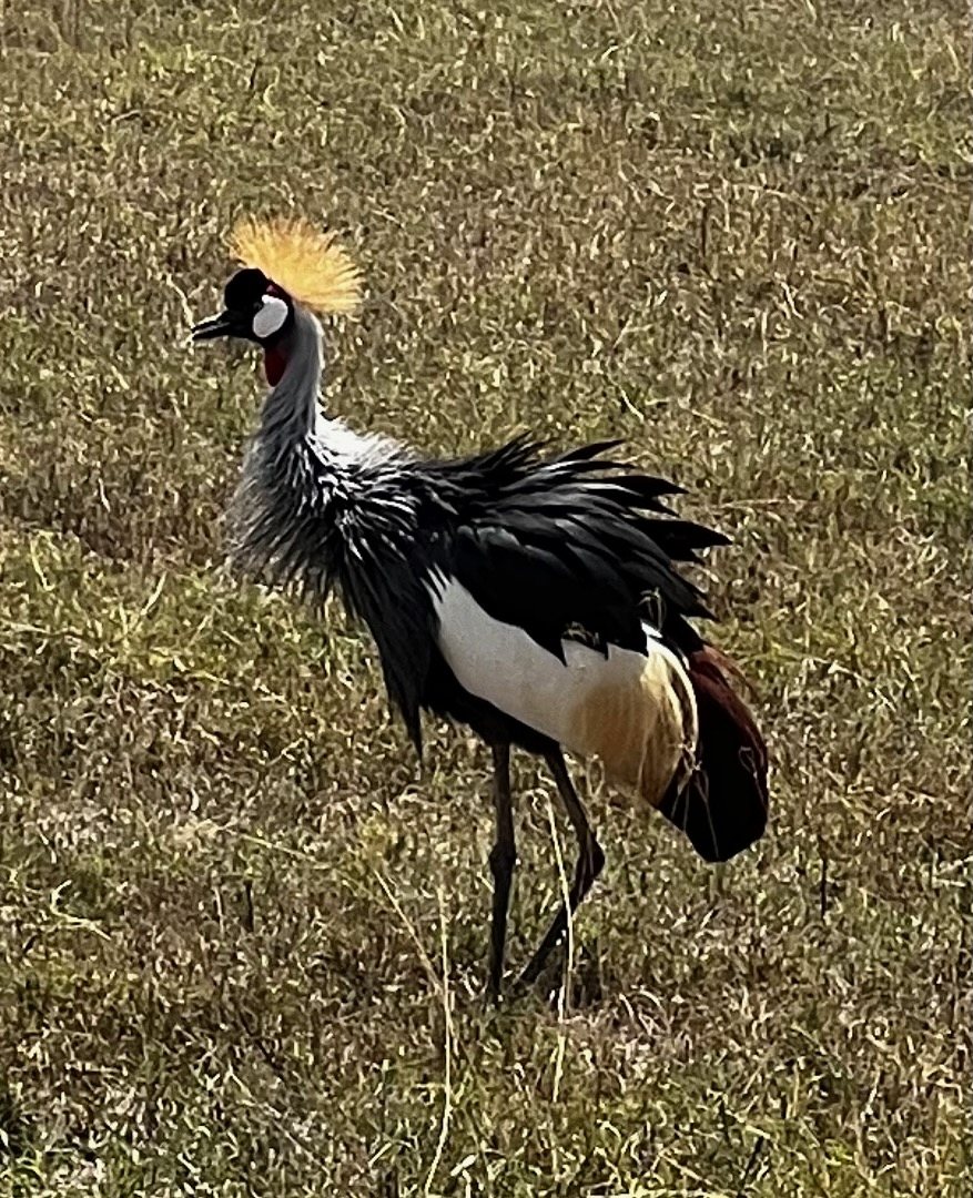 A grey crowned crane standing in grass, crest raised