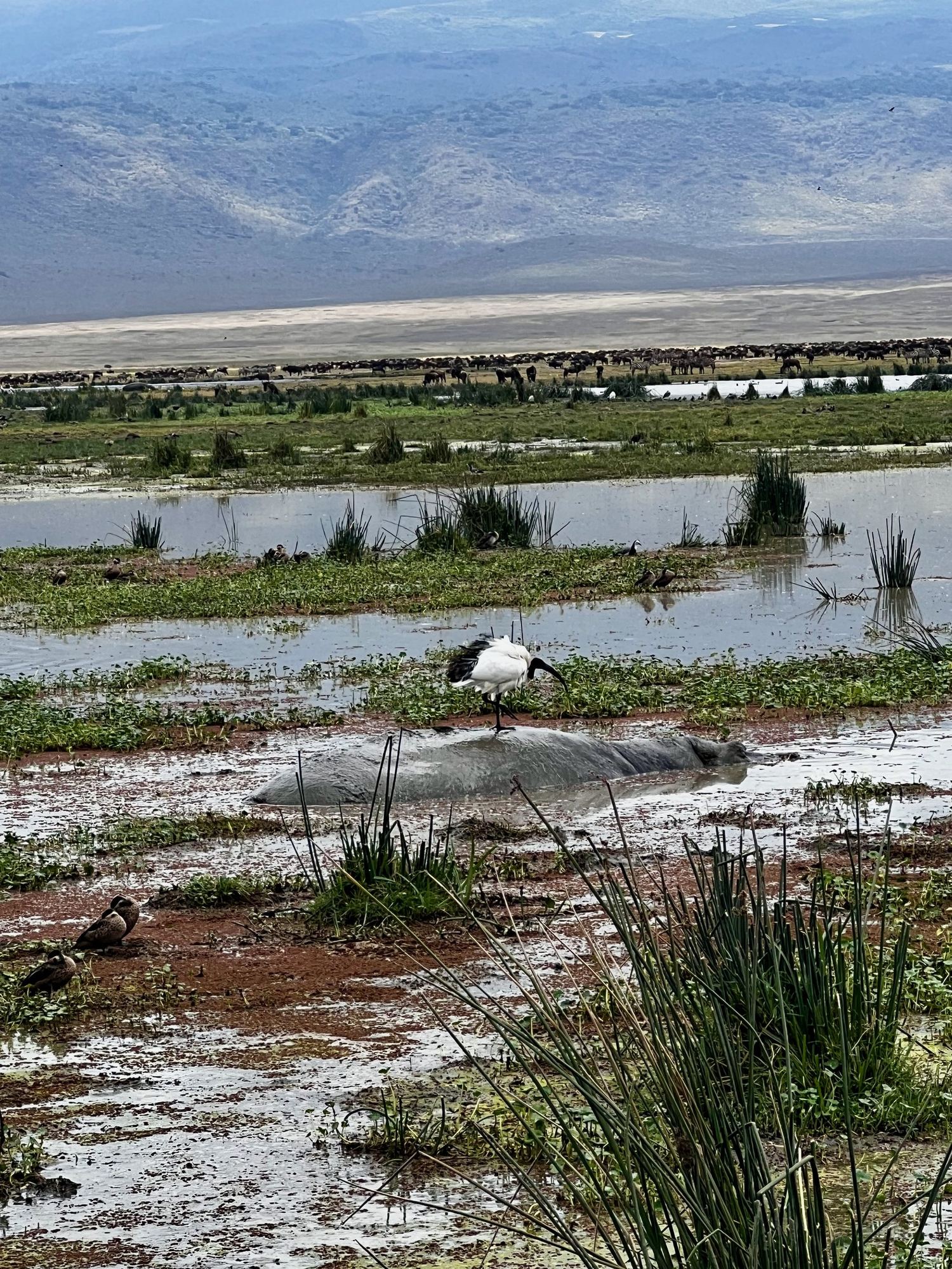 Wetland on the crater floor with hippos in shallow water and the crater wall behind
