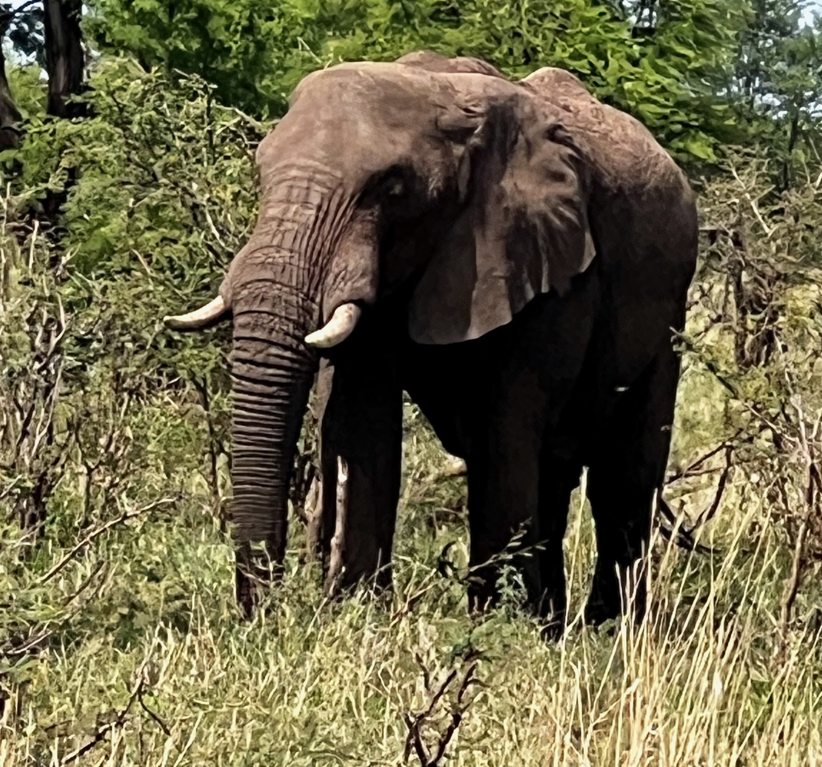 A large elephant standing in tall golden grass among scrub
