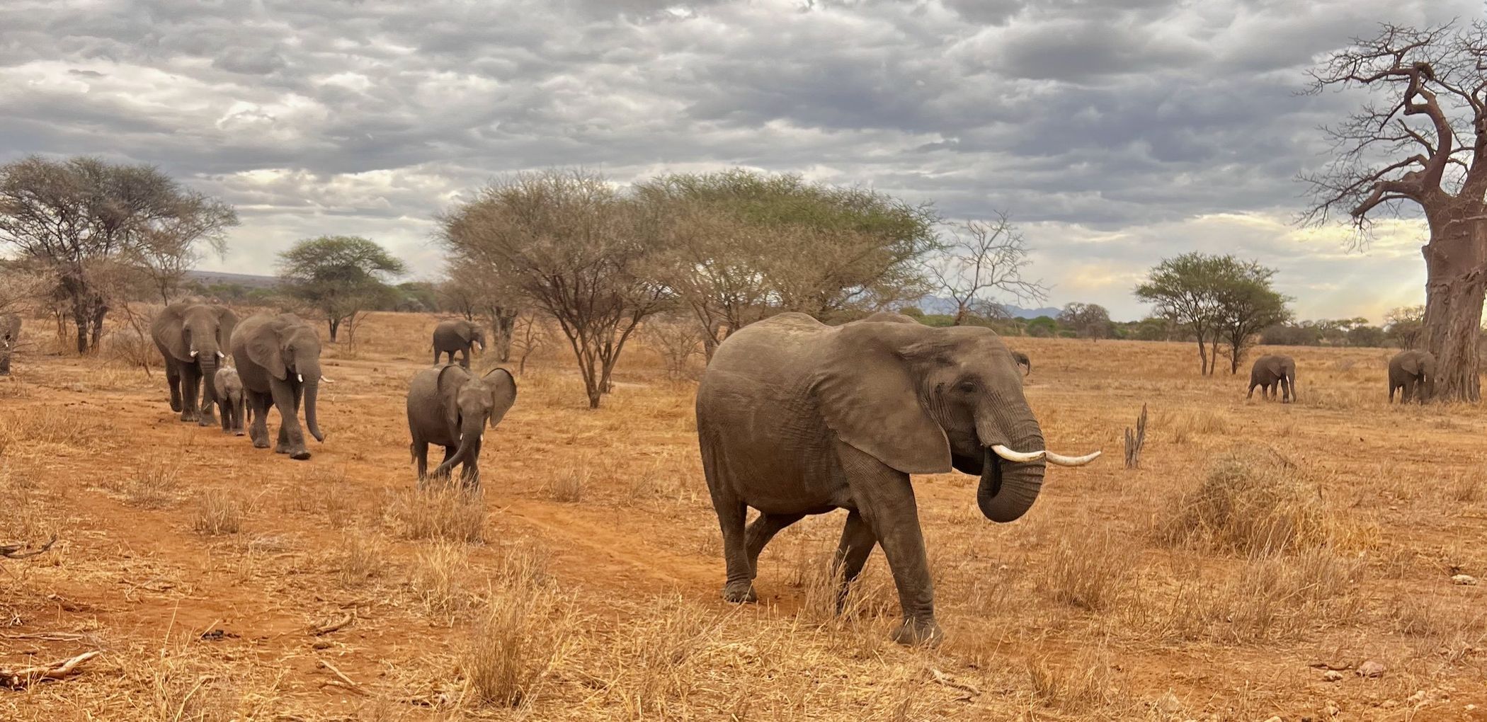 A line of elephants crossing golden grassland below baobabs and a heavy sky
