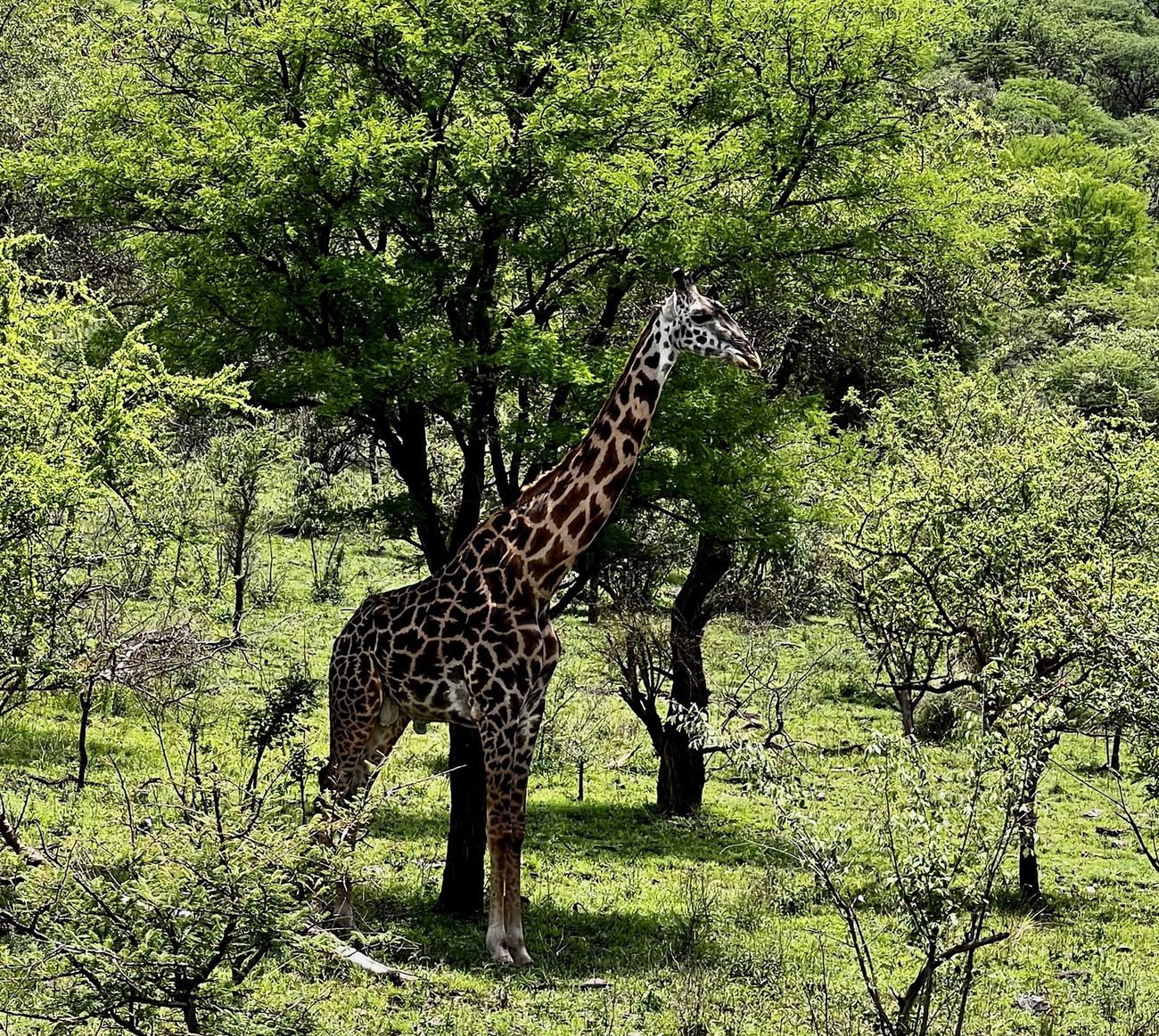 A giraffe standing beside an acacia in unusually green bush
