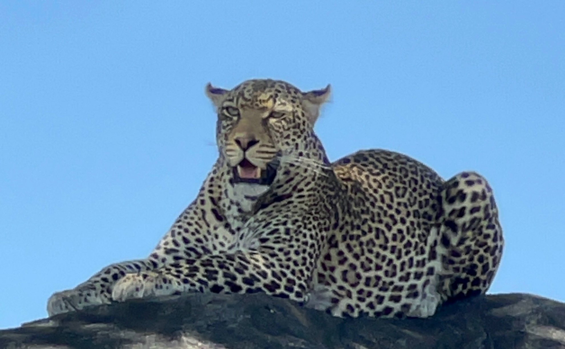 A leopard lying on a rock against a clear blue sky