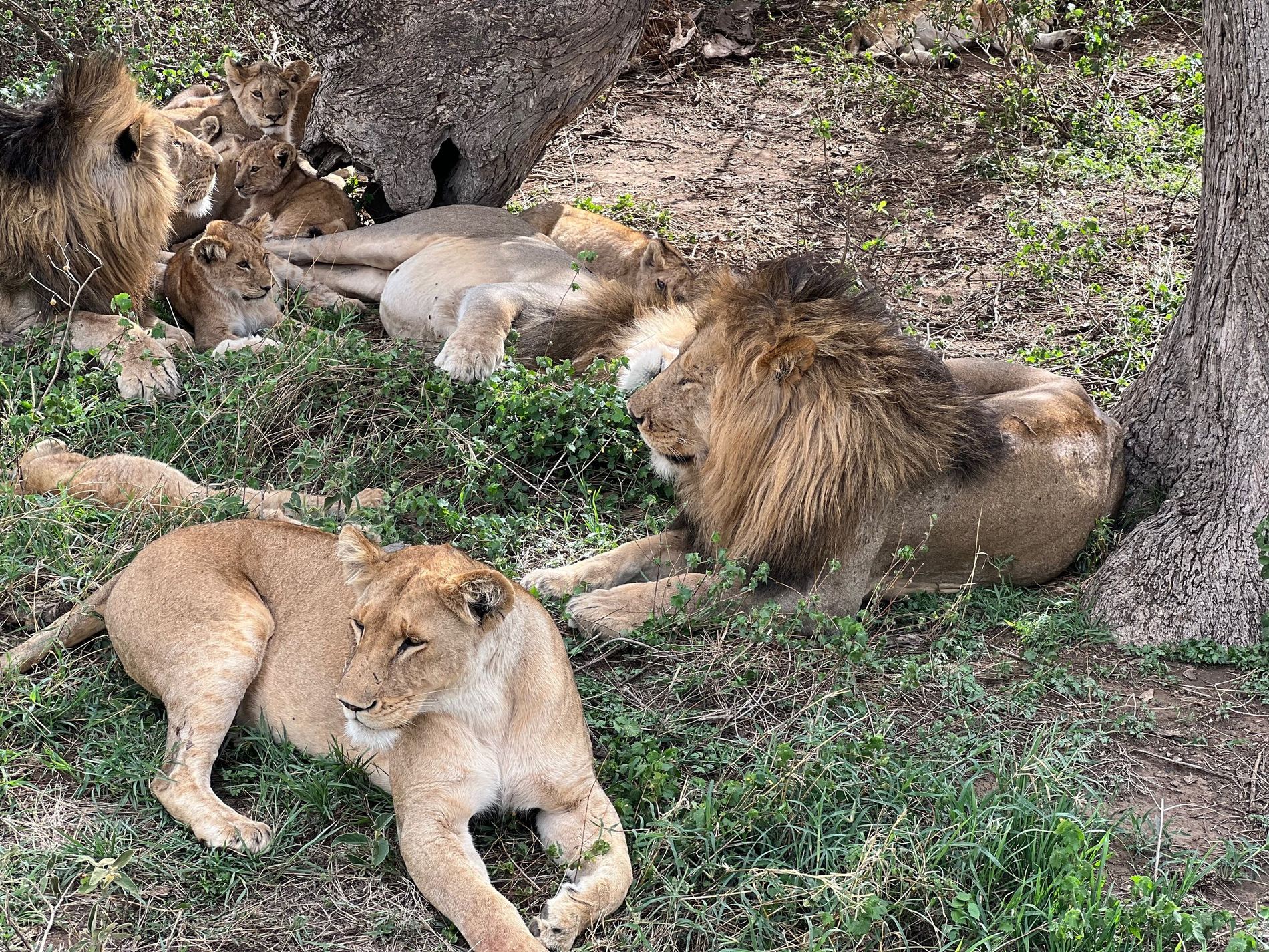 A full lion pride resting in the shade of a tree — two adult males, lionesses and cubs