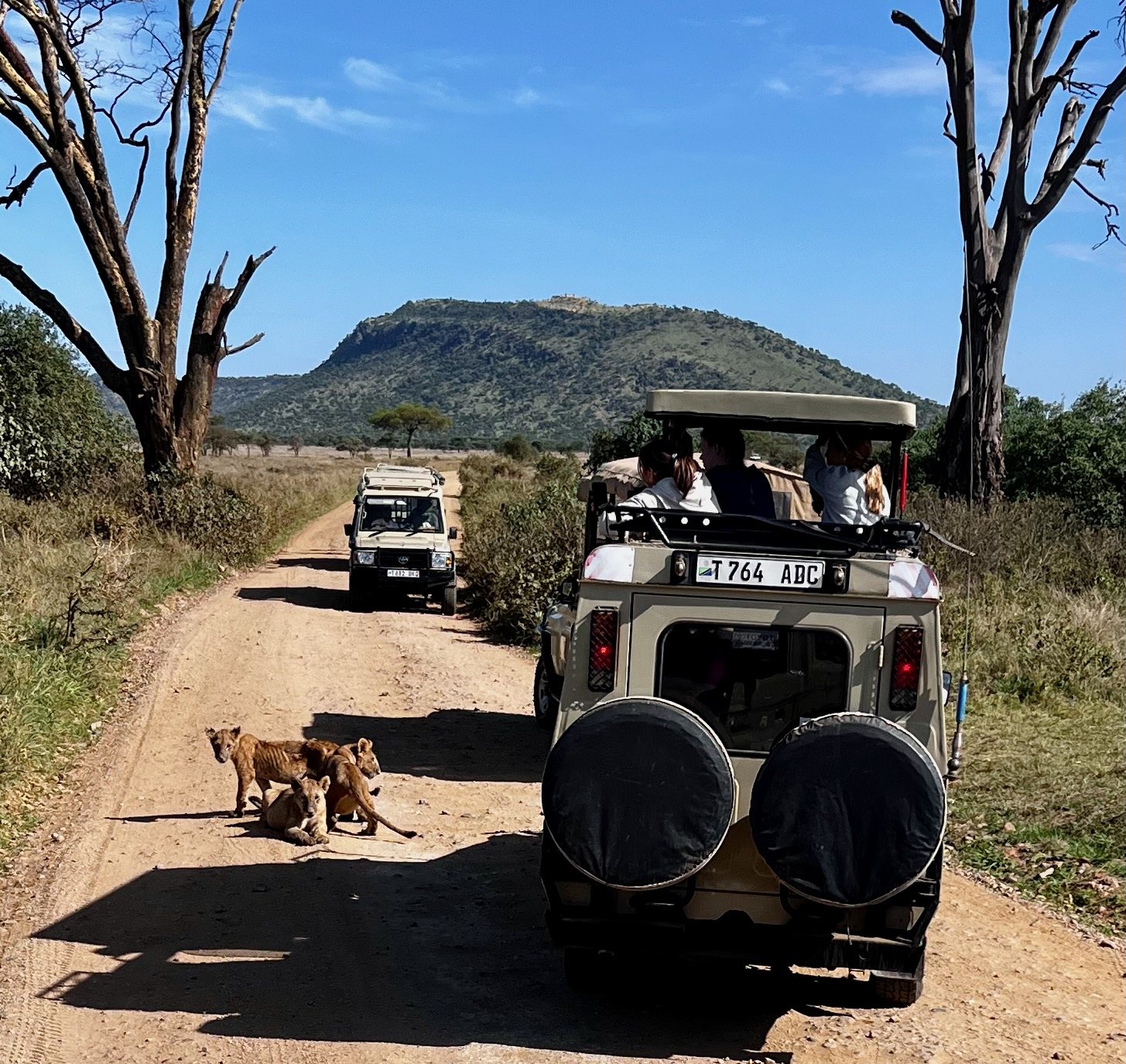 Two safari vehicles on a dirt track with lion cubs walking in front of them