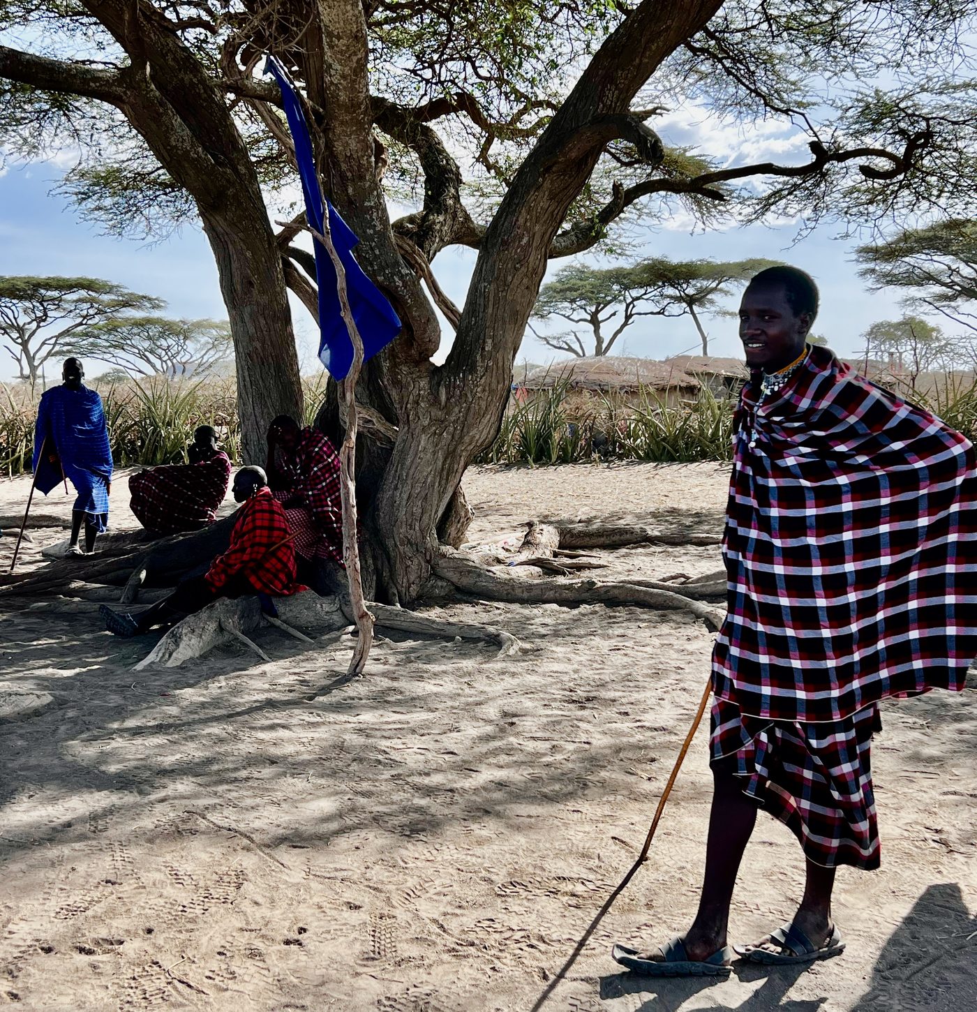 A Maasai man in a red checked shuka standing beneath an acacia tree